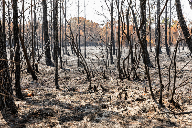 野火烧毁了热带森林中的树木。