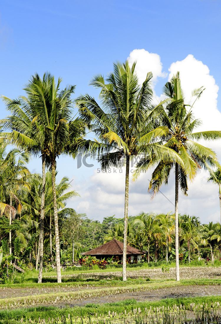 印度尼西亚巴厘岛的热带景观