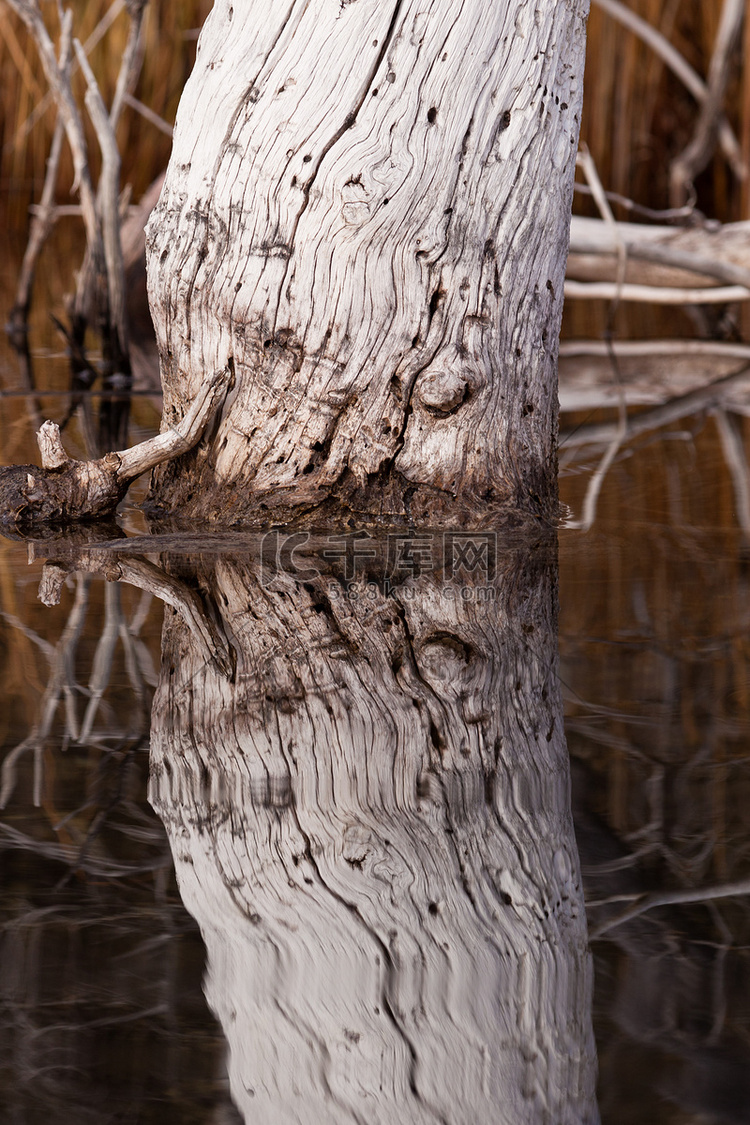 风化的老树反映在平静的水面上