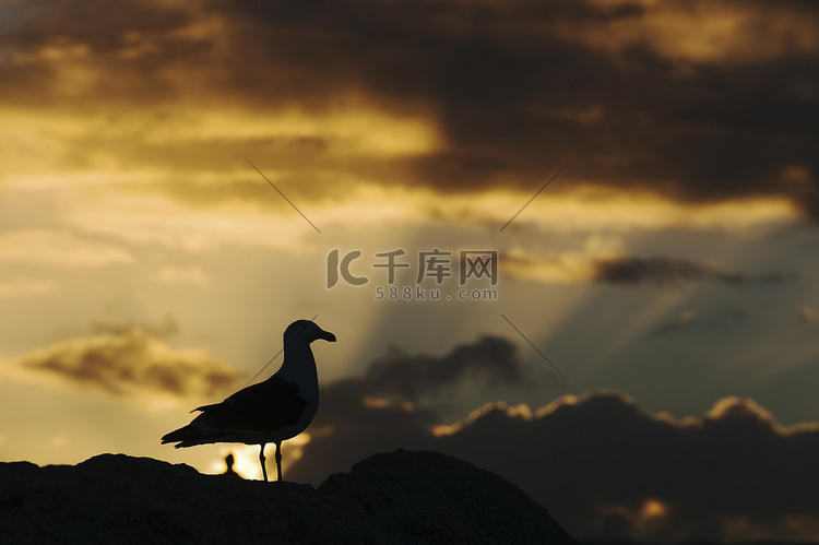 夕阳下的海鸥剪影