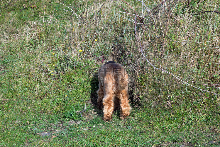 英国可卡犬幼犬头朝下兔子洞