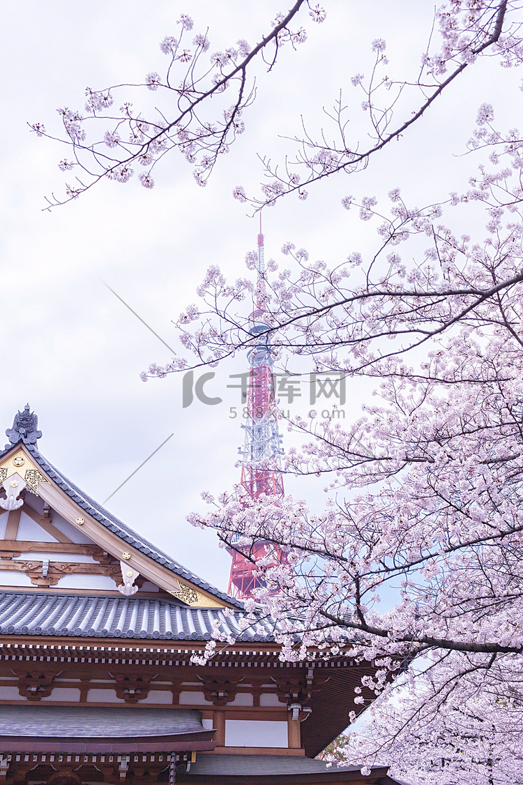 樱花盛开的东京铁塔