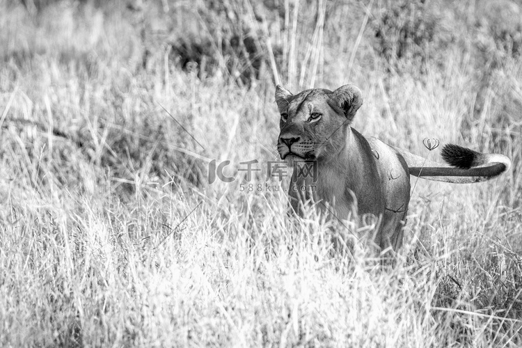一头母狮子在草丛中行走。
