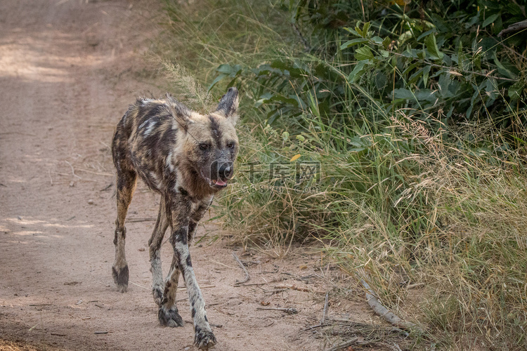 一只非洲野狗在路上奔跑。