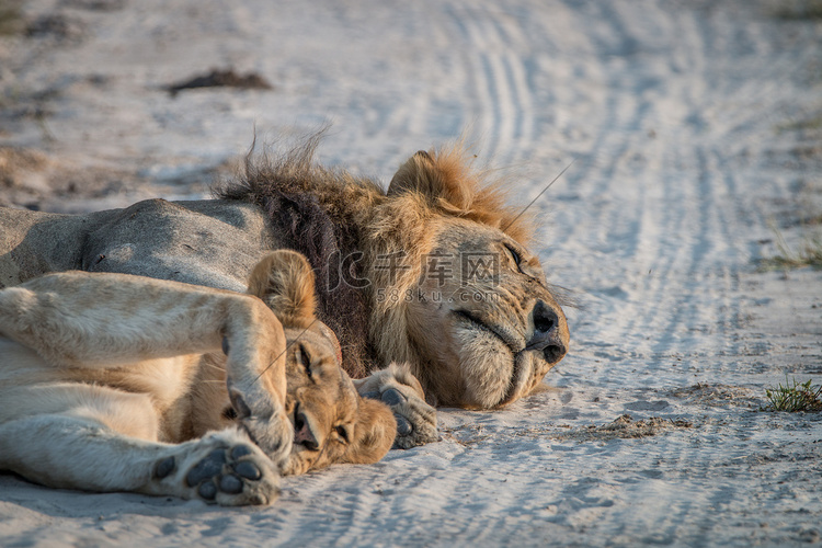两只狮子睡在路上。