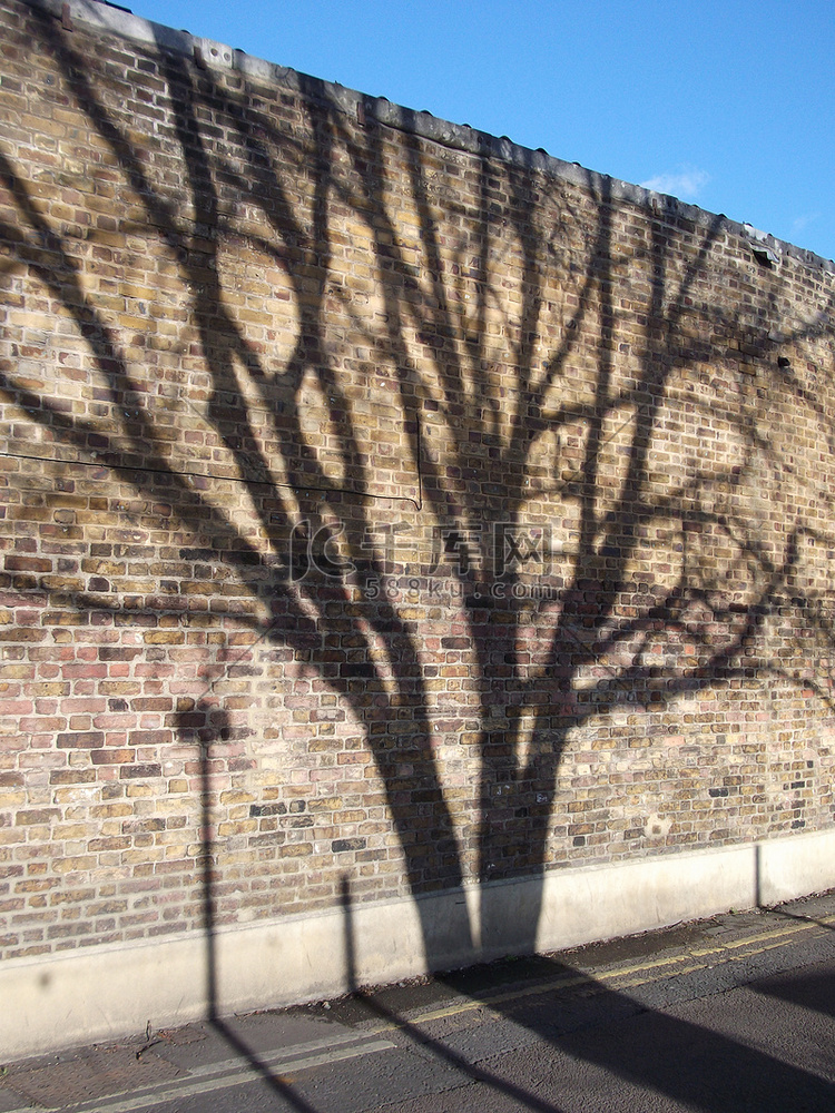 砖墙上的树影