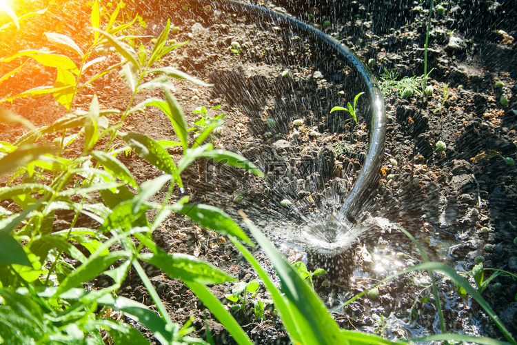 花园里的灌溉系统