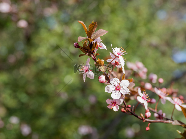 盛开的樱桃树。