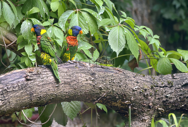 亚马逊鹦鹉 (Amazona aestiva)