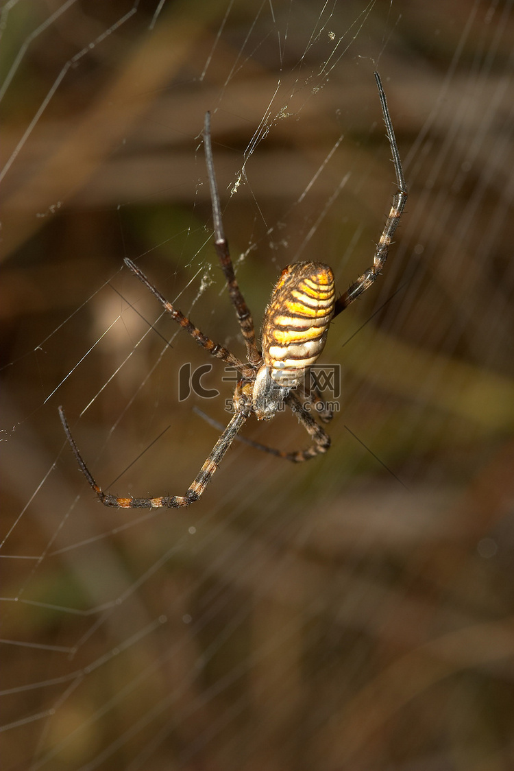 蜘蛛（Argiope bruennichi）