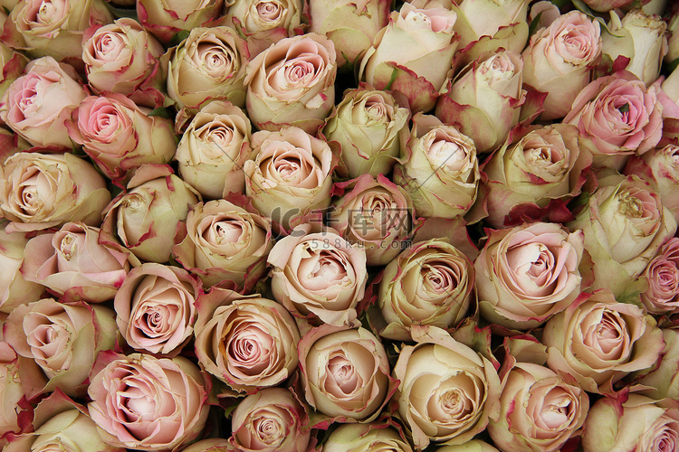 淡粉色玫瑰花蕾