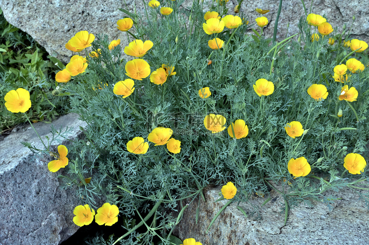 黄色的花朵在石头间绽放