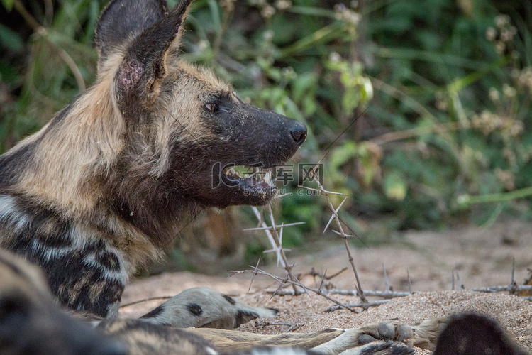 一只非洲野狗在玩棍子。