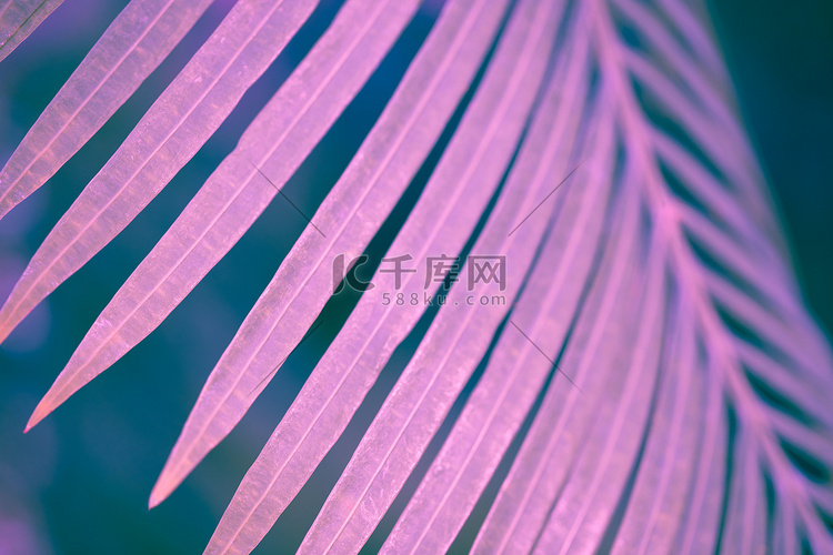 在紫外口气的棕榈叶，选择聚焦，