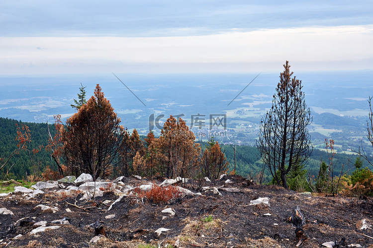 森林火灾后的灰烬和烧毁的树木