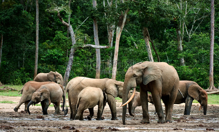 非洲森林象 (Loxodonta cyclotis)。