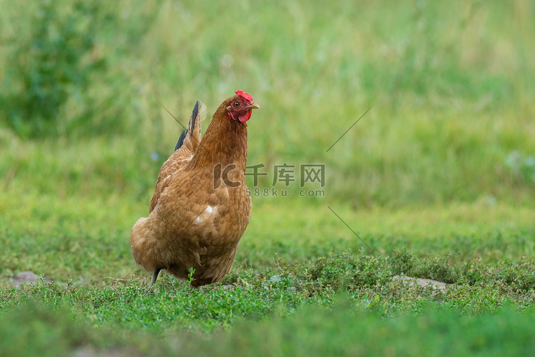 小鸡在草地上跑