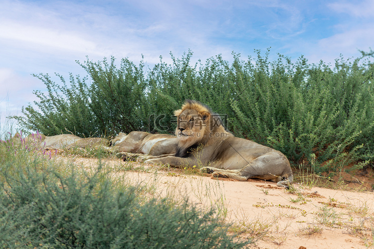 狮子躺在卡拉哈里沙漠，南非野生