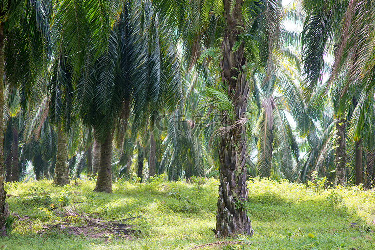 在亚洲的棕榈油种植园。