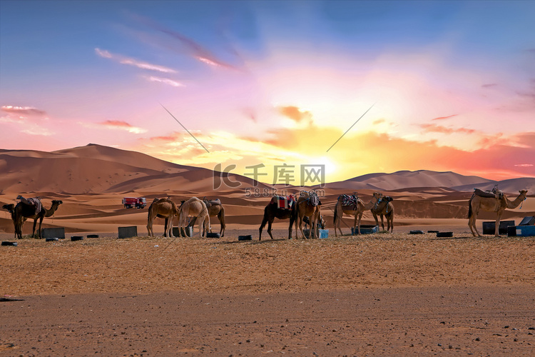 摩洛哥 Erg Shebbi 沙漠中的骆驼
