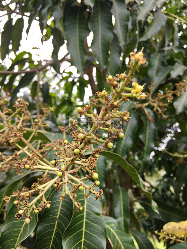 一组芒果花和芒果叶在芒果树上。