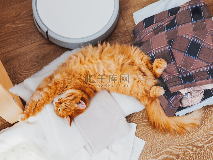 可爱的姜猫躺在衣服上。