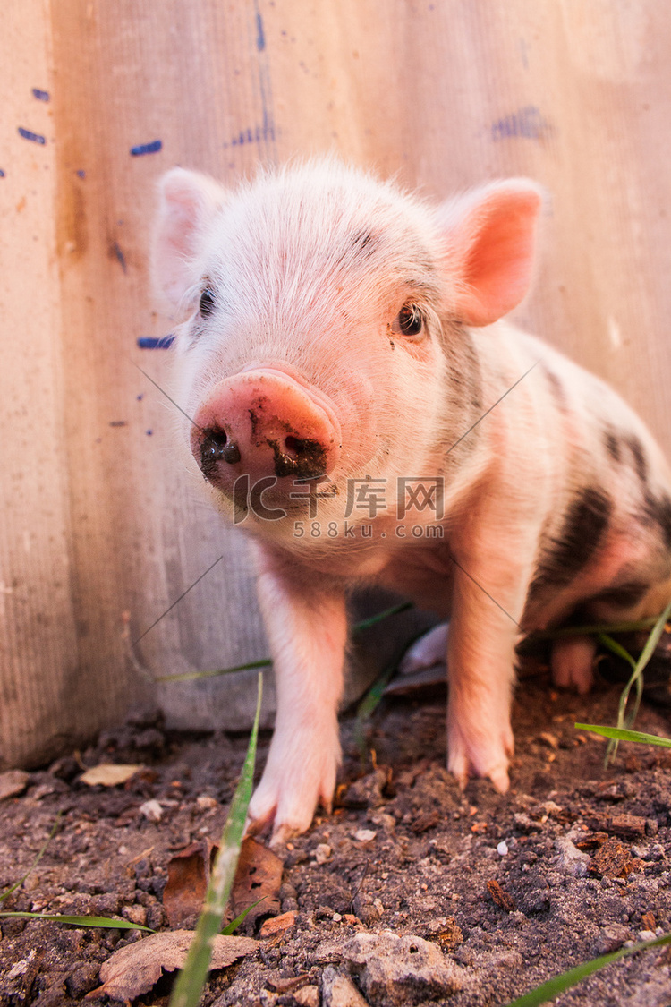一只可爱的泥泞小猪在户外跑来跑