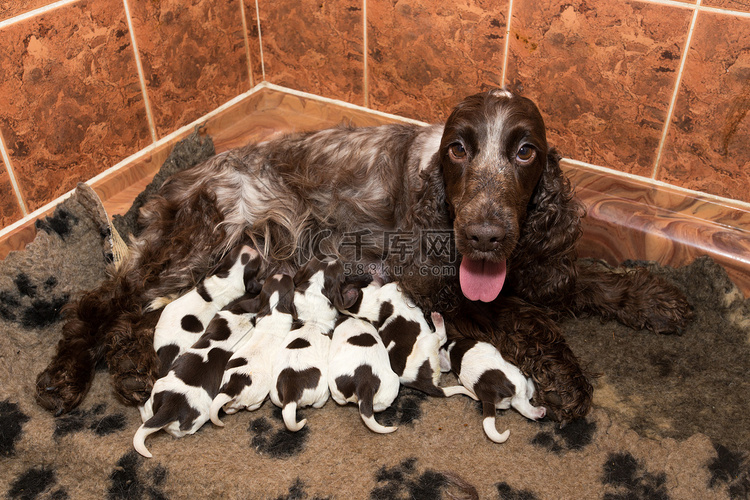 英国可卡犬幼犬吮吸母乳