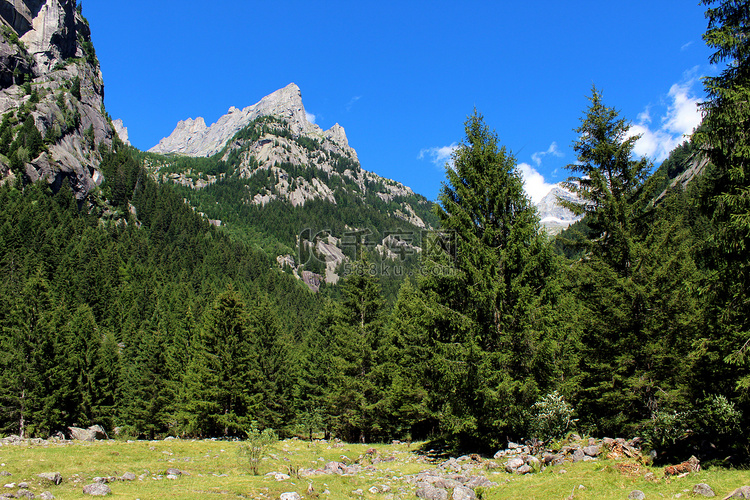 意大利阿尔卑斯山脉的松树林