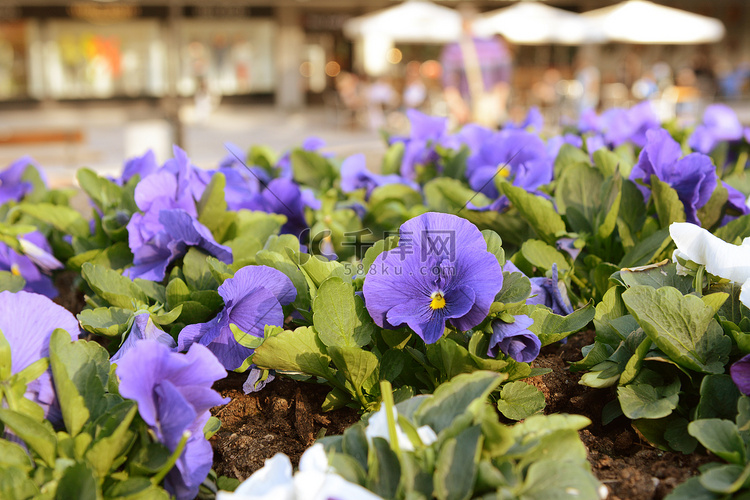 满是鲜花的花盆里的淡紫色三色堇