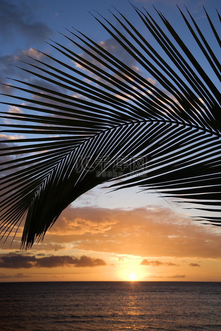 毛伊岛日落与棕榈树。