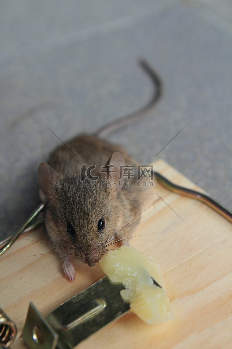 老鼠陷阱与真正的老鼠抓住了奶酪