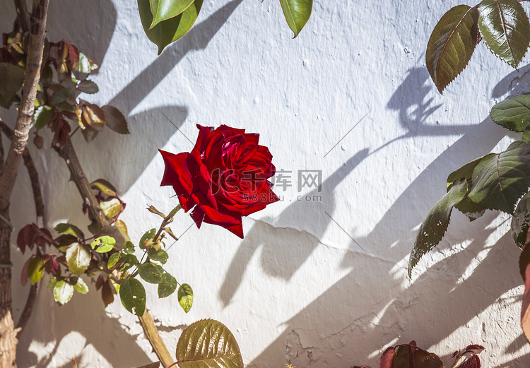 白墙上的红玫瑰