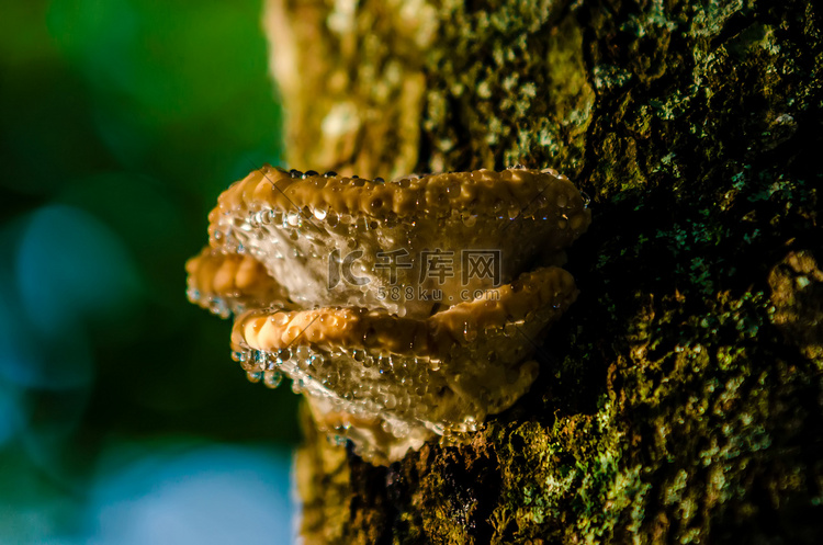 生长在森林中一棵活树上的蘑菇，