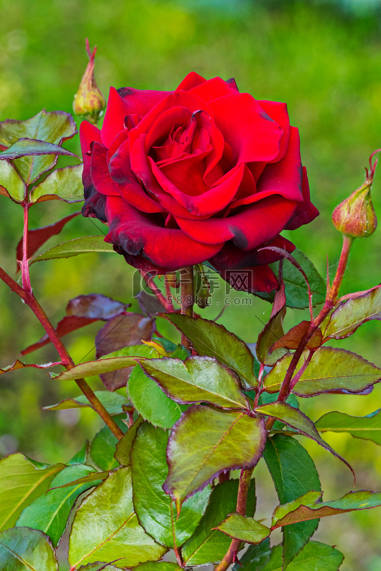 一丛美丽的深红色玫瑰散发出浓郁