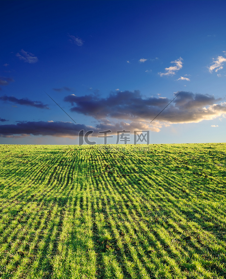 田野与绿草在深蓝色的天空下与云