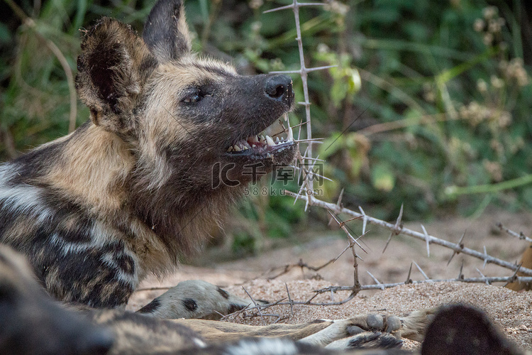 一只非洲野狗在玩棍子。