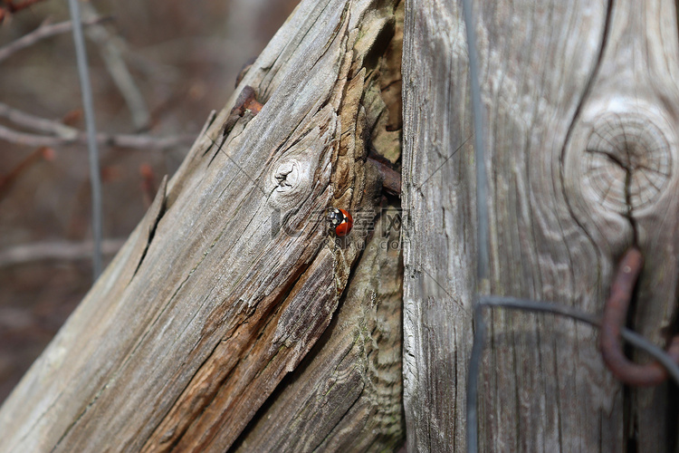 一只红色瓢虫在风化木头上行走的
