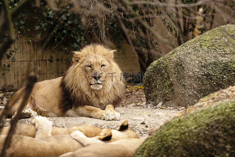 狮子在动物园里休息和玩耍