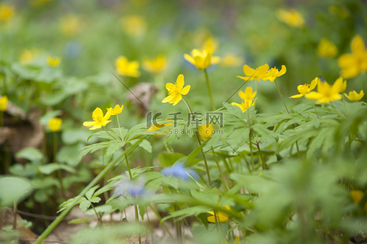黄色春天的花朵微距特写