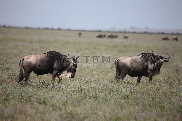 牛羚野生羚羊 Gnu 在非洲博