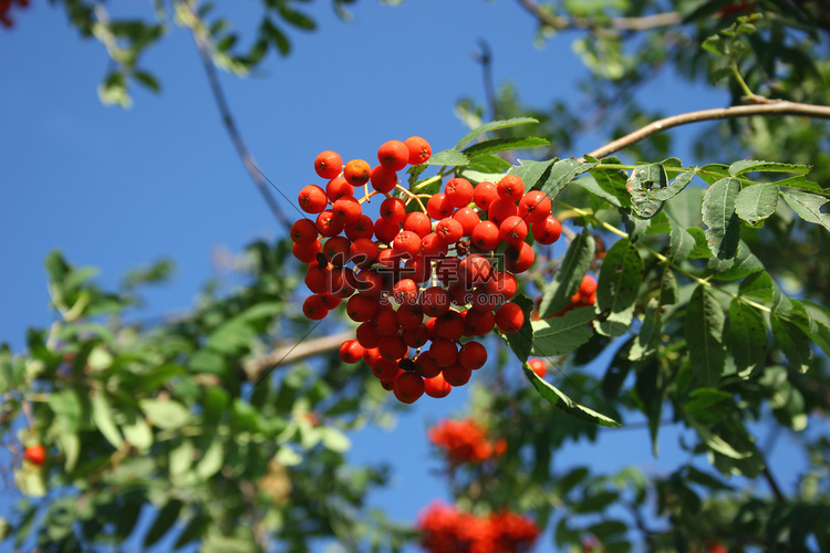 欧洲罗文 (Sorbus aucuparia)