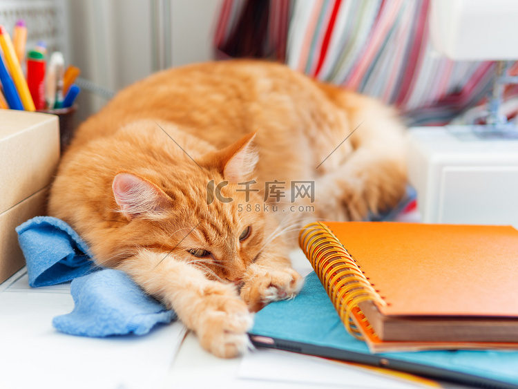 可爱的姜黄色猫睡在办公用品和缝