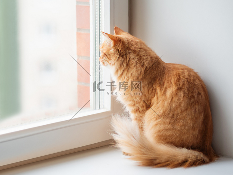 可爱的姜猫坐在窗台上等待着什么