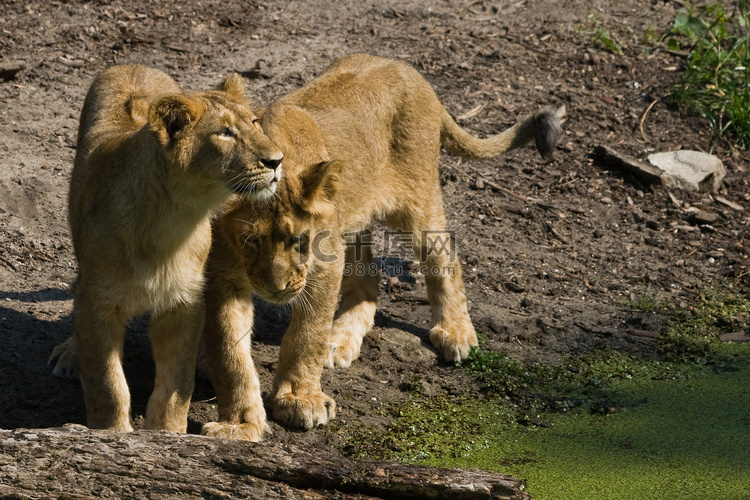 两只年轻的母狮子