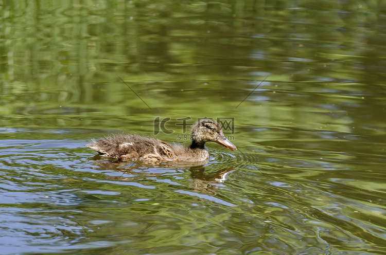 小鸭子在池塘里游泳