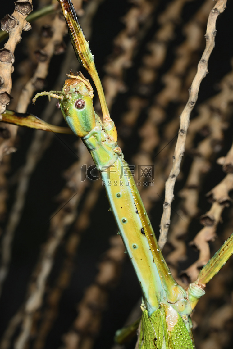 巨型竹节虫，澳大利亚竹节虫的大