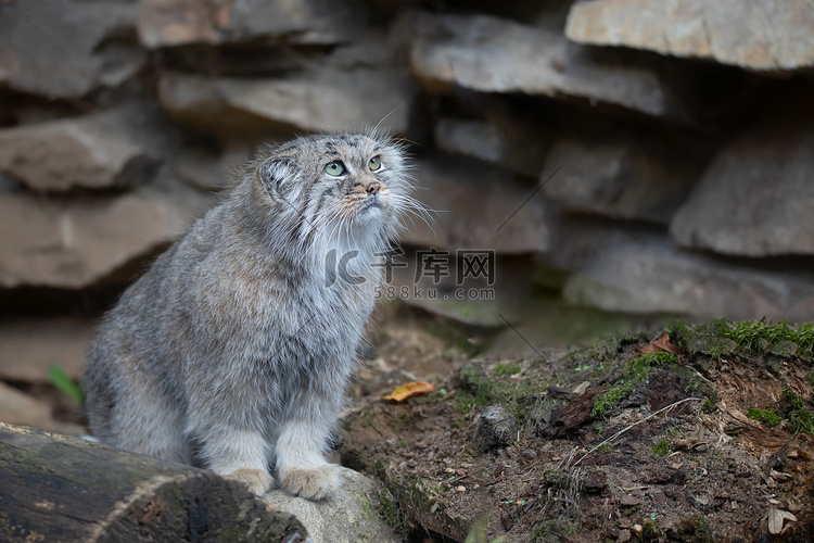 帕拉斯的猫，Otocolobus manul