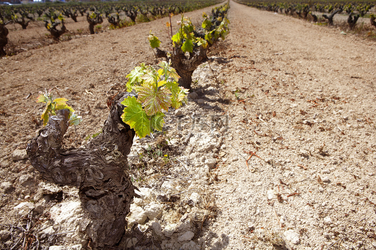 葡萄园在西班牙的行田中发芽