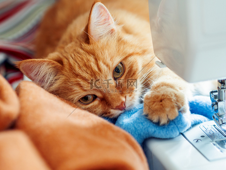 可爱的姜猫躺在缝纫机后面。